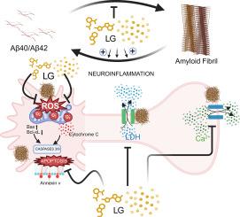 Enhancing amyloid beta inhibition and disintegration by natural compounds: A study utilizing spectroscopy, microscopy and cell biology