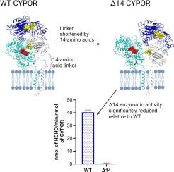 A flexible linker of 8-amino acids between the membrane binding segment and the FMN domain of cytochrome P450 reductase is necessary for optimal activity