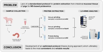 An optimized protocol for pig intestinal mucosa proteomics