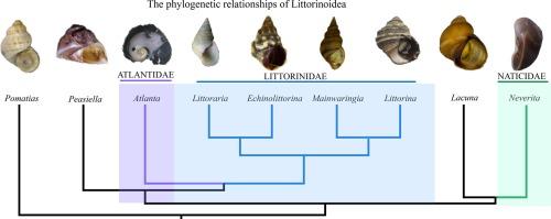 Increased microgastropoda sampling give new insights into the phylogenetic relationships of Littorinoidea (Littorinimorpha)