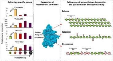 Characterization of cellulases from softening fruit for enzymatic depolymerization of cellulose