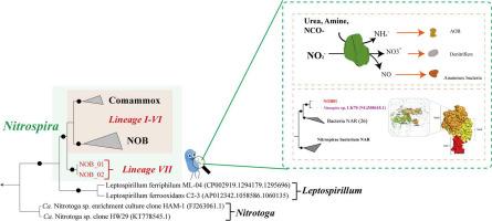 A positive contribution to nitrogen removal by a novel NOB in a full-scale duck wastewater treatment system