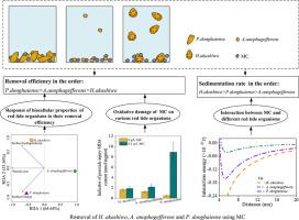 Insights into the differential removal of various red tide organisms using modified clay: Influence of biocellular properties and mechanical interactions