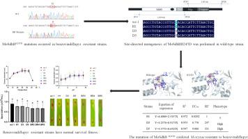 Amino acid mutation of succinate dehydrogenase complex induced resistance to benzovindiflupyr in Magnaporthe oryzae