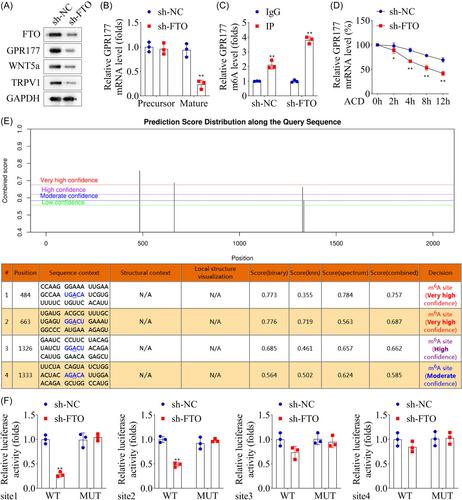 Silencing of FTO inhibits oxidative stress to relieve neuropathic pain by m6A modification of GPR177