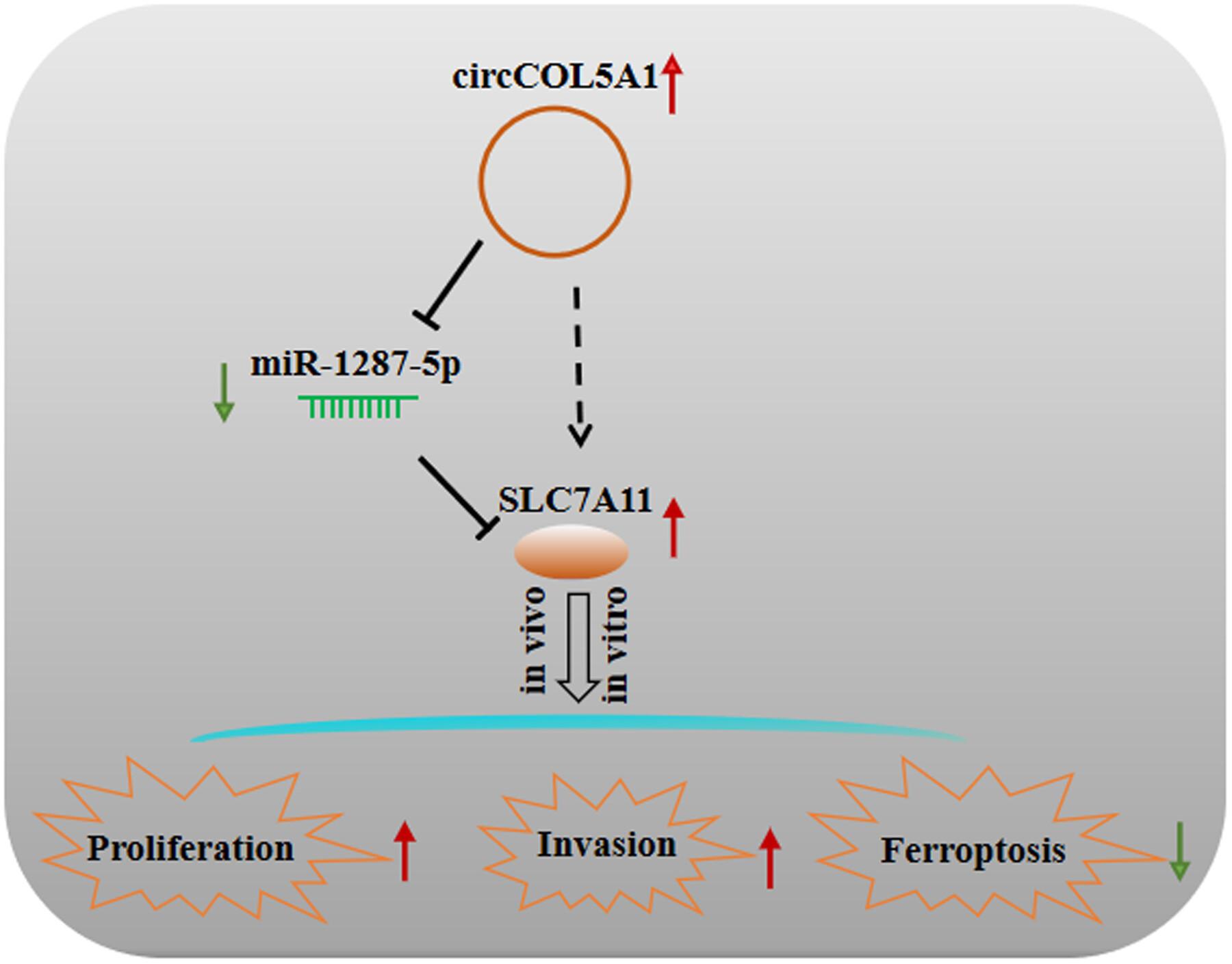 CircCOL5A1 is involved in proliferation, invasion, and inhibition of ferroptosis of colorectal cancer cells via miR-1287-5p/SLC7A11