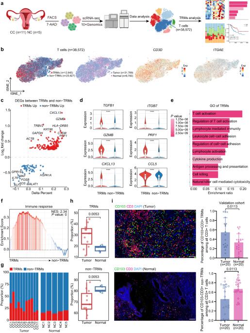 Cellular heterogeneity and key subsets of tissue-resident memory T cells in cervical cancer