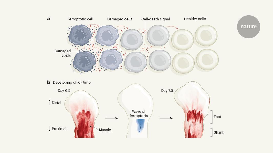 Waves of ferroptotic cell death sculpt embryonic tissue