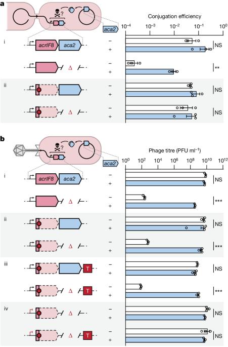 Phage anti-CRISPR control by an RNA- and DNA-binding helix–turn–helix protein