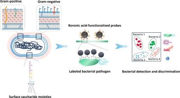 Boronic acid-assisted detection of bacterial pathogens: Applications and perspectives