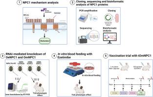 First data on cholesterol metabolism in Ornithodoros argasid ticks: Molecular and functional characterization of the N-terminal domain of Niemann-Pick C1 proteins