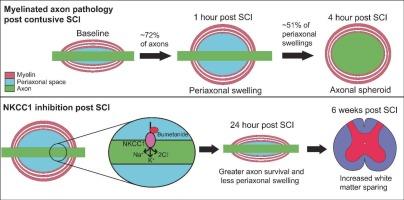 NKCC1 inhibition reduces periaxonal swelling, increases white matter sparing, and improves neurological recovery after contusive SCI