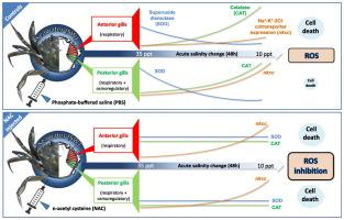 Two faces of one coin: Beneficial and deleterious effects of reactive oxygen species during short-term acclimation to hypo-osmotic stress in a decapod crab