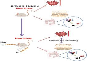 Effects of combined treatment with hydrogen-rich electrolyzed water and tea polyphenols on oxidative stress, intestinal injury and intestinal flora disruption in heat-stressed mice