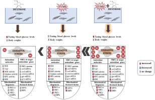 Simultaneous induction of systemic hyperglycaemia and stress impairs brain redox homeostasis in the adult zebrafish