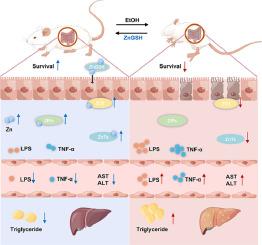 Zinc-glutathione mitigates alcohol-induced intestinal and hepatic injury by modulating intestinal zinc-transporters in mice