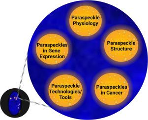 Unveiling the intricacies of paraspeckle formation and function