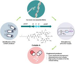 Metabolic engineering of “last-line antibiotic” colistin in Paenibacillus polymyxa