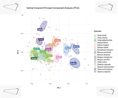 On the wing: Morphological variation in the osteology of Mediterranean, Near Eastern, and European Anatidae (excluding Anserinae)