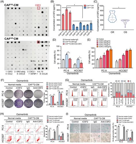 Cancer-associated fibroblast-derived colony-stimulating factor 2 confers acquired osimertinib resistance in lung adenocarcinoma via promoting ribosome biosynthesis