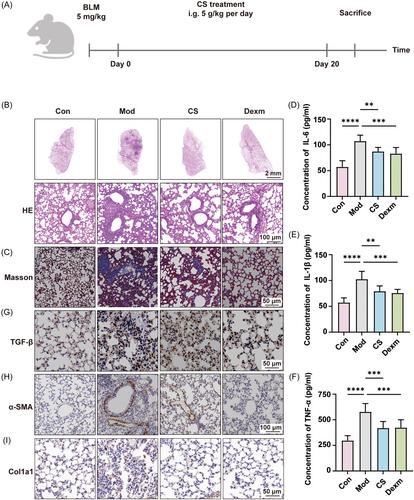 Cordyceps sinensis ameliorates idiopathic pulmonary fibrosis in mice via inhibiting mitochondrion-mediated oxidative stress