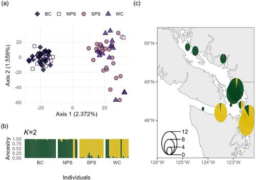 Contrasting effect of hybridization on genetic differentiation in three rockfish species with similar life history