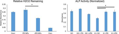 Reactive oxygen-scavenging polydopamine nanoparticle coated 3D nanofibrous scaffolds for improved osteogenesis: Toward an aging in vivo bone regeneration model