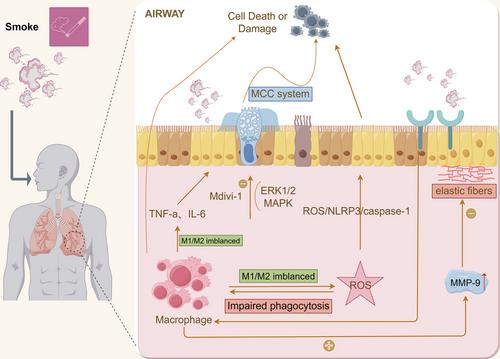 Novel insights into the pathological features of COPD: Focus on oxidative stress and mitophagy