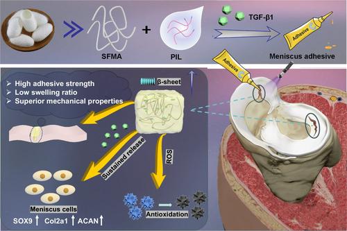 Novel exploration of silk fibroin hydrogel adhesive in meniscal tear repair