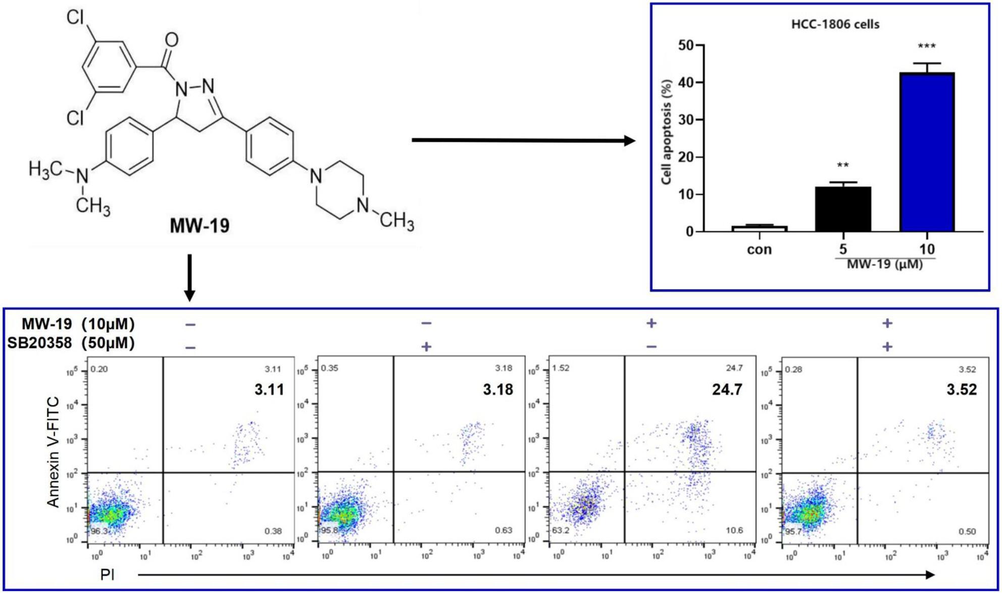 MW-19, a dihydropyrazole derivative, induces human triple-negative breast cancer cell apoptosis by targeting apoptosis-related pathways