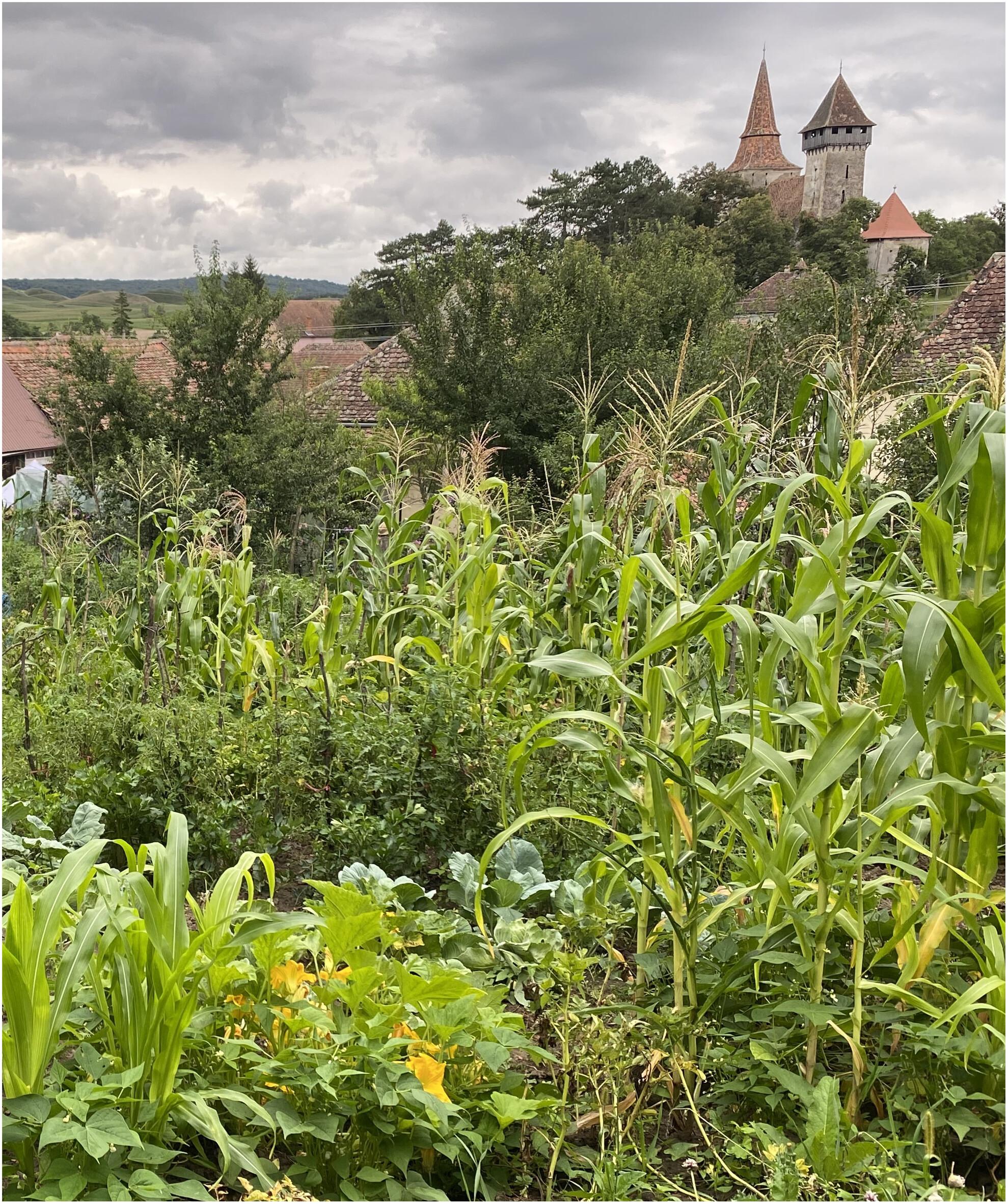 Impacts of polycultural cropping on crop yields and biodiversity: A systematic map protocol