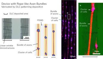 Fabrication of device equipped with rope-like axon bundles by diamond-like carbon thin film patterning deposition