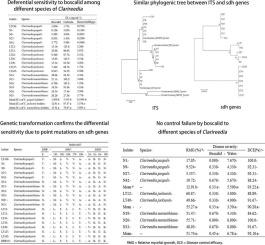 Varied sensitivity to boscalid among different Clarireedia species causing dollar spot in turfgrass