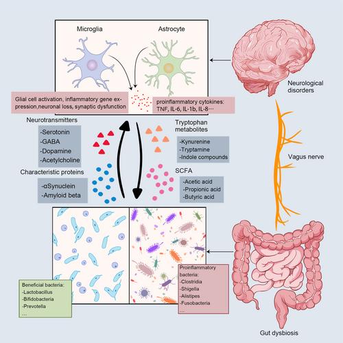 The gut microbiota–brain axis in neurological disorders