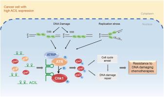 ATR/Chk1 interacting lncRNA modulates DNA damage response to induce breast cancer chemoresistance