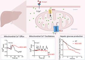 NCLX controls hepatic mitochondrial Ca2+ extrusion and couples hormone-mediated mitochondrial Ca2+ oscillations with gluconeogenesis