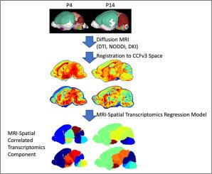 High-resolution diffusion magnetic resonance imaging and spatial-transcriptomic in developing mouse brain