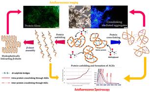 Label-free visualization of unfolding and crosslinking mediated protein aggregation in nonenzymatically glycated proteins†