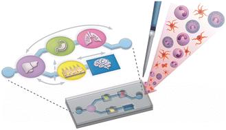 Modelling the innate immune system in microphysiological systems