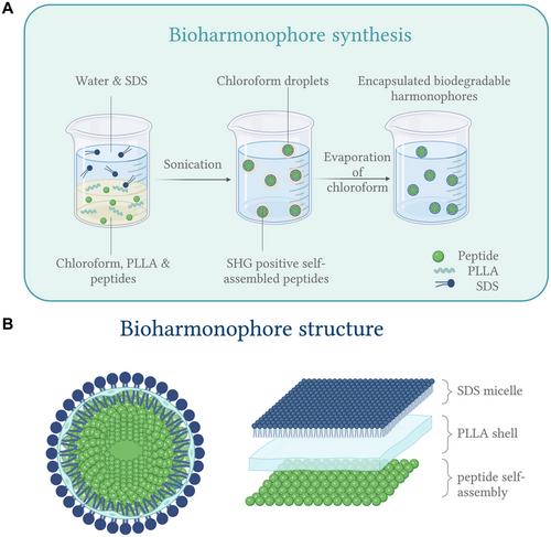 Synthesis and Functionalization of Biodegradable Second Harmonic Generation Nanoprobes for Cell Targeting