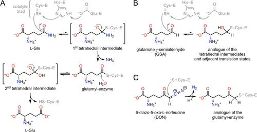 Biochemical communication between filament-forming enzymes