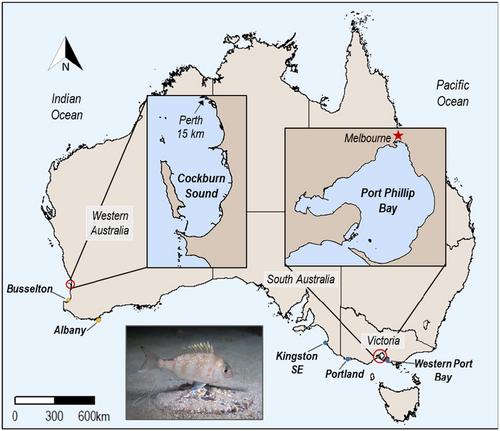 Estimation of effective number of breeders and effective population size in an abundant and heavily exploited marine teleost