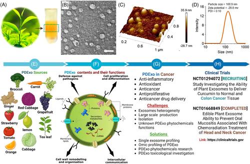 Plant-derived exosomes: A Green Nanomedicine for Cancer