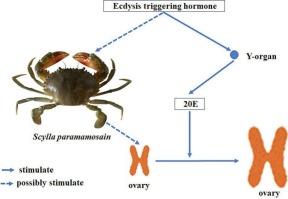 Identification of ETH receptor and its possible roles in the mud crab Scylla paramamosain