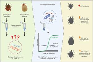 Tick-Borne pathogens and defensin genes expression: A closer look at Ixodes ricinus and Dermacentor reticulatus