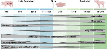 Cardiac growth patterns and metabolism before and after birth in swine: Role of miR in proliferation, hypertrophy and metabolism