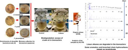 Differential biodegradation of alkanes in crude oil by three oleophilic strains