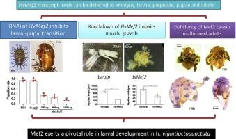 Myocyte enhancer factor 2 exerts a pivotal role in larval development in Henosepilachna vigintioctopunctata