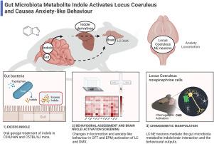 Indole induces anxiety-like behaviour in mice mediated by brainstem locus coeruleus activation