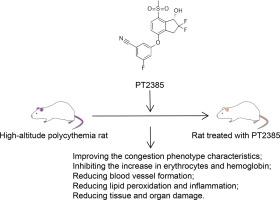 Ameliorating effects of the HIF-2α inhibitor PT2385 on high-altitude polycythemia